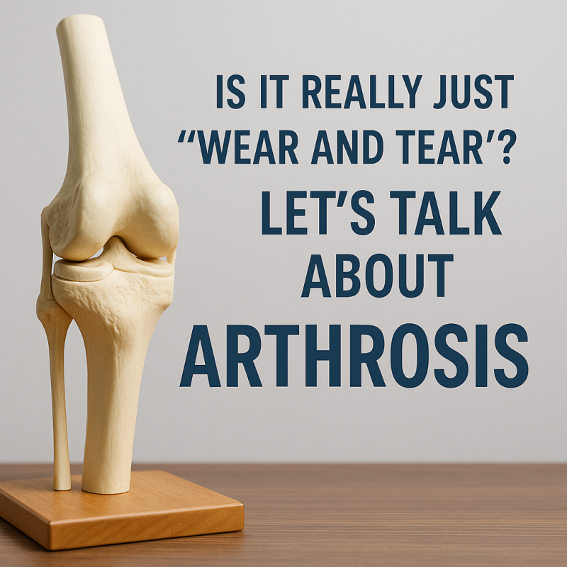 Anatomical knee model used to explain arthrosis treatment and joint pain.